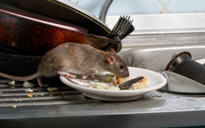 Les dangers d’une infestation de rats